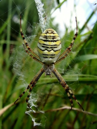Argiope bruennichi